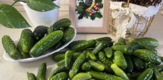 Огірки: користь та шкода, лікувальні властивості Огірки: користь та шкода, лікувальні властивості