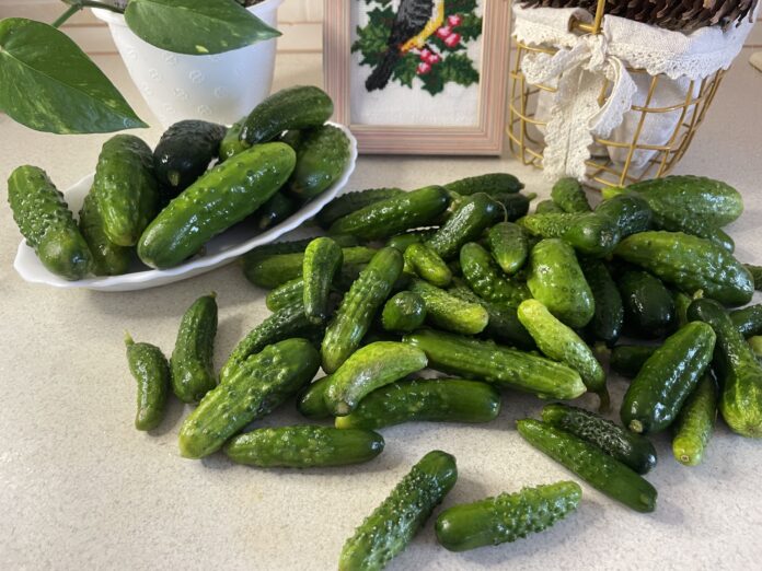 Огірки: користь та шкода, лікувальні властивості Огірки: користь та шкода, лікувальні властивості