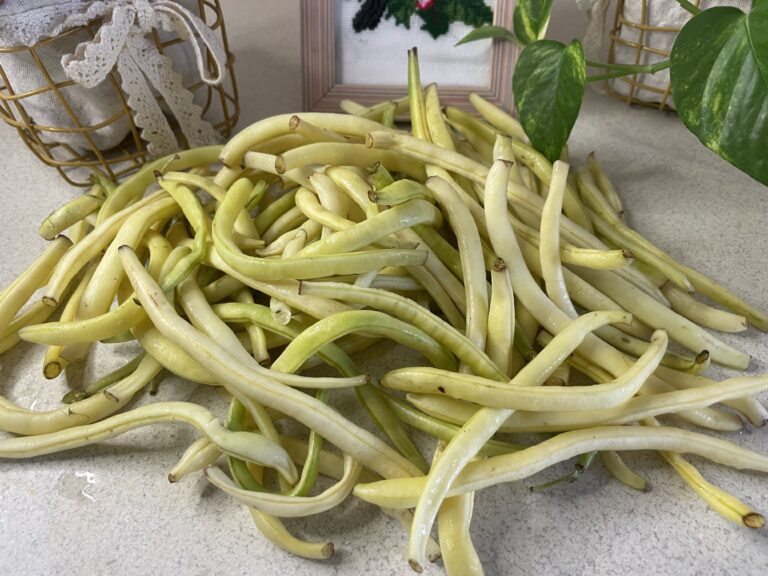 Користь та шкода стручкової квасолі. Шпарагівка