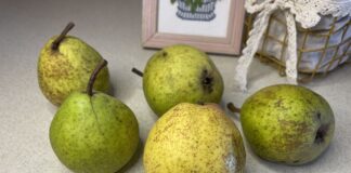 Чому потрібно їсти груші щодня: факти, які здивують Чому потрібно їсти груші щодня: факти, які здивують