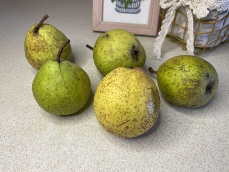 Чому потрібно їсти груші щодня: факти, які здивують