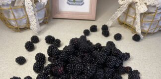 Кому потрібно їсти ожину, а кому не можна їсти цю ягоду Кому потрібно їсти ожину, а кому не можна їсти цю ягоду