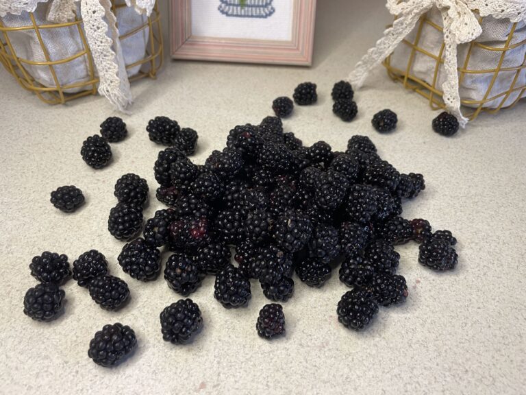 Кому потрібно їсти ожину, а кому не можна їсти цю ягоду