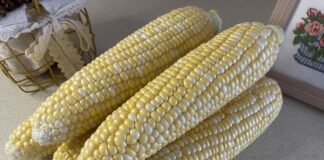 Як перетворити стару кукурудзу на соковиту та смачну? Як перетворити стару кукурудзу на соковиту та смачну?