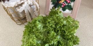 Салат не в’яне в холодильнику: використовуємо паперовий рушник Салат не в'яне в холодильнику: використовуємо паперовий рушник