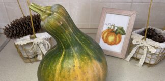 Чому не зберігається гарбуз і що робити, якщо він почав гнити Чому не зберігається гарбуз? Що робити, якщо гарбуз почав гнити?