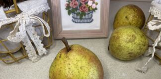 Чи можна їсти грушу кожного дня? Чи можна їстии грушу кожного дня?